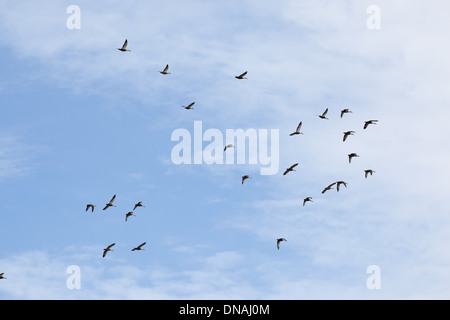 fliegende Vögel in den Himmel Stockfoto