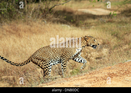 Sri Lankan Leoparden (Panthera Pardus Kotiya) Wandern, Yala, Sri Lanka Stockfoto