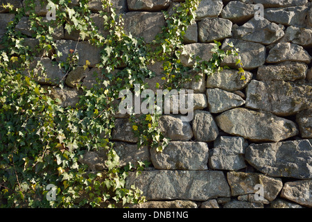 grünen Efeu-Rebe auf eine gemauerte Wand Stockfoto