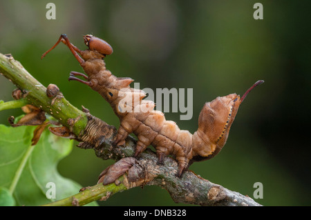 Hummer Motte Stauropus Fagi, Lava auf Eiche Ast Stockfoto