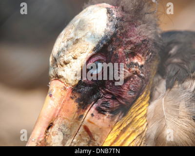 Porträt von die eigentümliche Marabou Vogel suchen Stockfoto