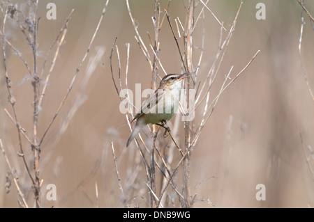 Schilfrohrsänger (Acrocephalus Schoenobaenus). Individuelle Gebiet durch das Singen von einem Busch zu verkünden. Stockfoto