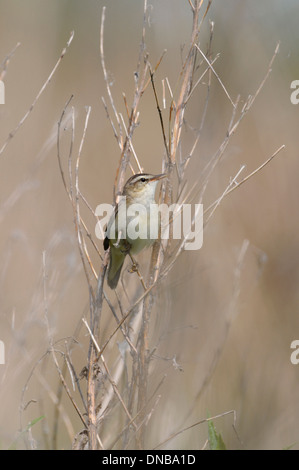 Schilfrohrsänger (Acrocephalus Schoenobaenus). Person in einem Gebüsch hocken. Stockfoto