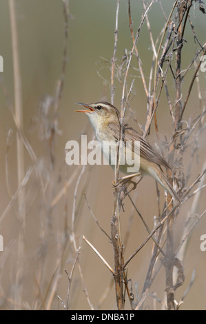 Schilfrohrsänger (Acrocephalus Schoenobaenus). einzelnen verkünden Territoriums durch Gesang aus einem Busch Stockfoto