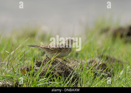 Feldlerche (Alauda Arvensis) hoch oben auf einem kleinen Hügel Stockfoto