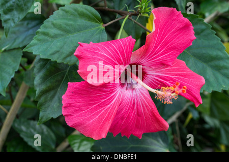 roter Hibiskus Blumen und grünen Pflanzen in der Natur Stockfoto