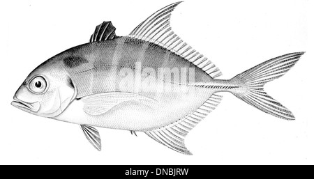 Carangoides humerosus ist eine Art von Treval, die im Indopazifik vorkommt. Dieser Raubfisch ist bekannt für seine starken Schwimmfähigkeiten und seine große Größe, die oft in Schulen in der Nähe von Riffen und Absetzern zu sehen ist. Stockfoto