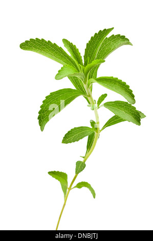 Stevia Rebaudiana Blätter isoliert auf weiss Stockfoto