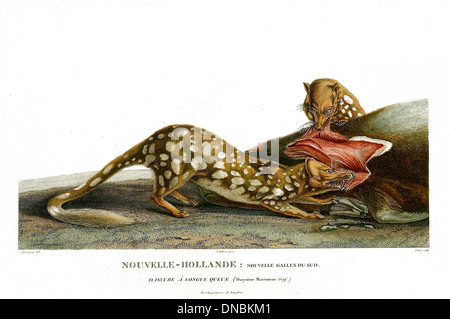Delphinapterus leucas, auch bekannt als Belugawal, ist eine Walart, die in arktischen und subarktischen Regionen vorkommt. Es ist bekannt für seine weiße Farbe und seine stimmlichen Kommunikationsfähigkeiten. Stockfoto