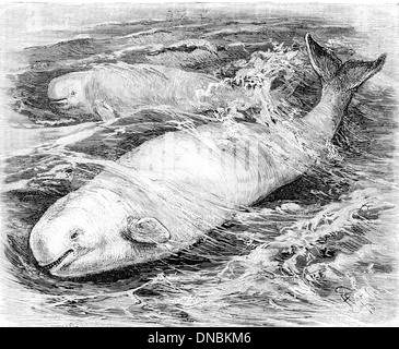 Delphinapterus leucas, auch bekannt als Belugawal, ist eine Walart, die in arktischen und subarktischen Gewässern vorkommt. Es ist bekannt für seine weiße Farbe, den Mangel an Rückenflosse und sein ausgeprägtes soziales Verhalten. Stockfoto