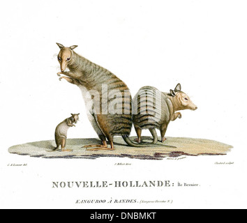 Lagostrophus fasciatus, auch bekannt als Bandicoot-Ratte, ist ein kleines Nagetier aus Australien. Er zeichnet sich durch sein braunes Fell mit ausgeprägten dunklen Bändern auf dem Rücken aus. Diese Art lebt in trockenen, sandigen Regionen, wo sie sich von Samen, Insekten und kleinen Pflanzen ernährt. Die Bandicoot-Ratte ist nachtaktiv und spielt eine Rolle bei der Verbreitung von Pflanzensamen und trägt so zur Funktion des Ökosystems bei. Stockfoto