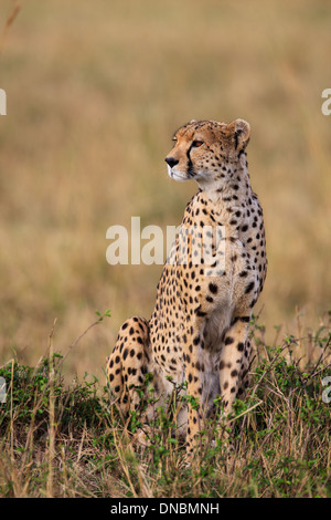 Cheetah sitzen im Gras Stockfoto