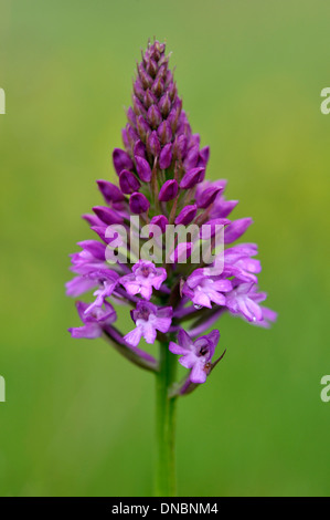 Pyramiden-Orchidee (Anacamptis Pyramidalis) – UK Stockfoto