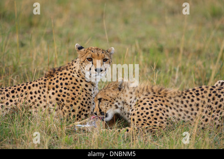 Cheetah Weibchen mit Jungtier Essen Stockfoto