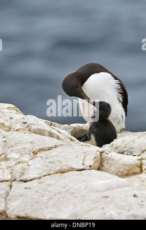 Gemeinsamen Guillemot (Uria Aalge) Fütterung Küken - UK Stockfoto