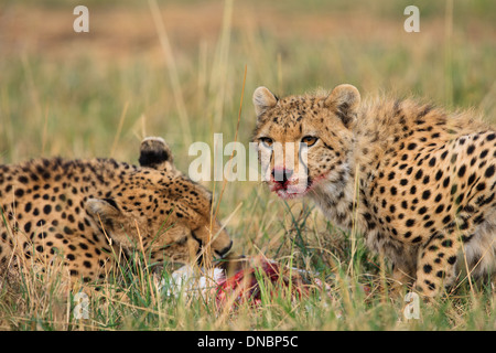 Gepard Familienessen Stockfoto