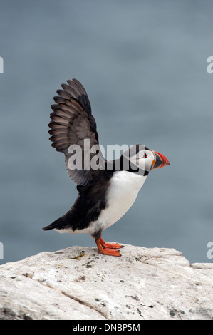 Papageitaucher (Fratercula Arctica) - UK Stockfoto