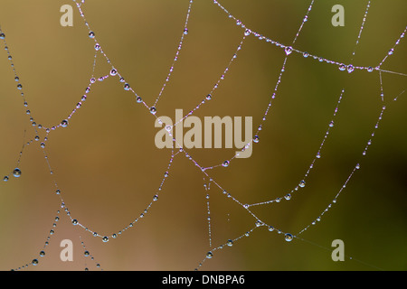 Wassertropfen auf einem Spinnennetz Stockfoto