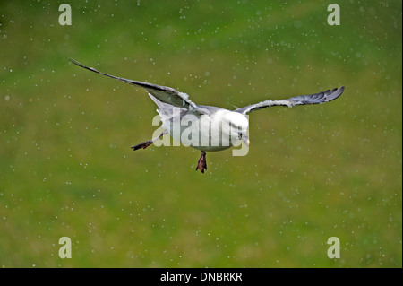 Nördlichen Fulmar (Fulmarus Cyclopoida) – UK Stockfoto