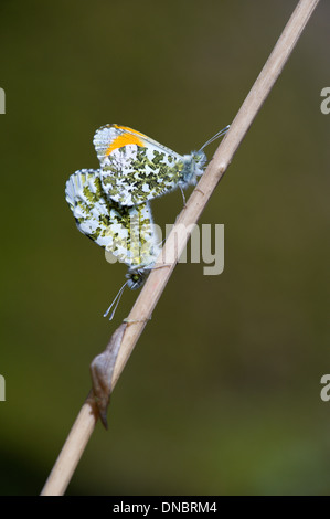 Orange Tipp Schmetterlinge Paarung über Chrysalis Fall (Anthocharis Cardamines) - UK Stockfoto