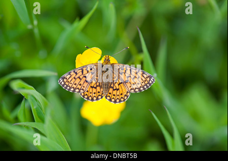 Kleine Perle umrahmten Fritillary Butterfly (Boloria Selene) - UK Stockfoto