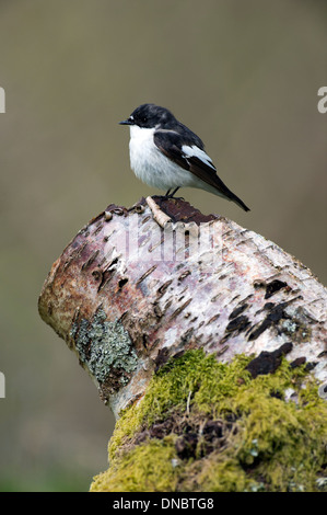 Europäische Trauerschnäpper Fliegenschnäpper (Ficedula Hypoleuca] - UK Stockfoto