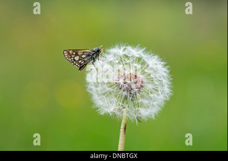 Karierte Skipper Butterfly (Carterocephalus Palaemon) auf Löwenzahn Uhr - UK Stockfoto