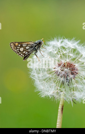 Karierte Skipper Butterfly (Carterocephalus Palaemon) auf Löwenzahn Uhr - UK Stockfoto
