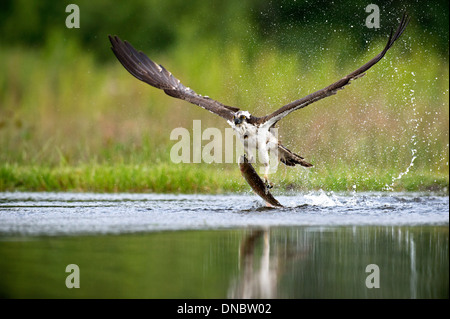 Fischadler (Pandion Haliaetus) fangen Fische – Schottland, UK Stockfoto