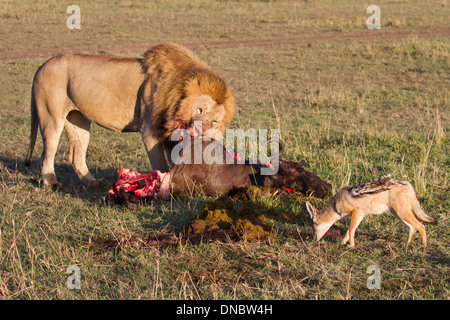 Männlicher Löwe und Black-backed Schakal auf Gnus töten in der Mara Reserve, Kenia Stockfoto