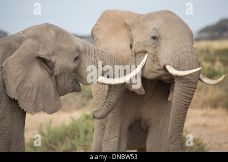 Elefanten im Amboseli Nationalpark, Kenia zu kommunizieren Stockfoto