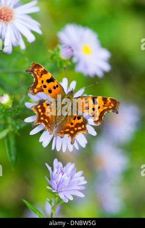 Komma-Schmetterling (Polygonia c-Album)-UK Stockfoto