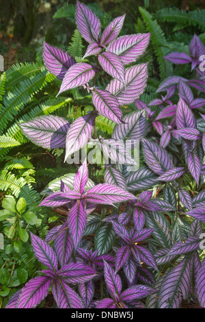 Nahaufnahme der bunten, Grün und Magenta persischen Schild Anlage Stockfoto