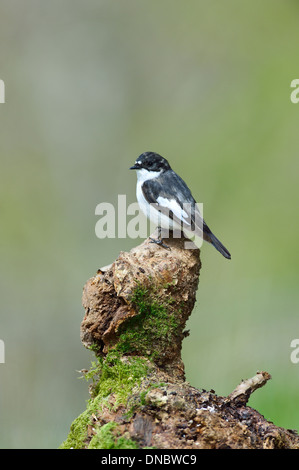 Europäische Trauerschnäpper Fliegenschnäpper (Ficedula Hypoleuca] - UK Stockfoto