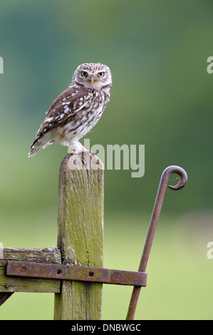 Steinkauz (Athene Noctua) - eine wilde Vogel im Vereinigten Königreich Stockfoto