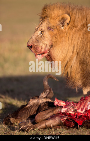 Männlicher Löwe auf Gnus in der Masai Mara Reserve von Kenia zu töten Stockfoto