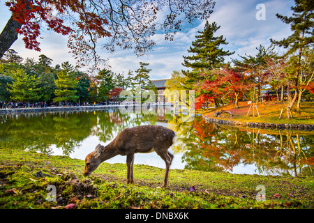 Rehe grasen in der Nähe von Tōdai-Ji-Tempel in Nara, Japan. Stockfoto