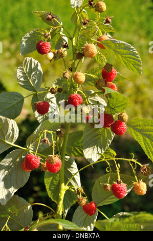 Zweig der Reife rote Himbeere im Sonnenlicht Stockfoto