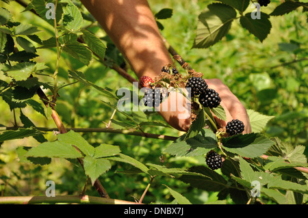 Mannes Arm hält wachsenden Zweig von reifen Brombeeren Stockfoto