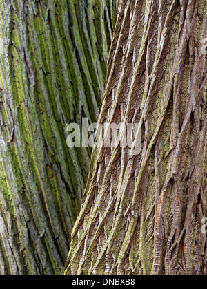 Kontrastierende twisted Baumrinde auf zwei benachbarte Edelkastanie (Castanea sativa) Baumstämme Stockfoto