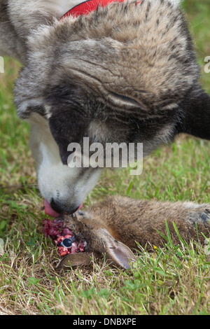 Siberian Husky (Canis Lupus Familiaris). Über einen getöteten Wildkaninchen (Oryctolagus Cuniculus), Essen Kopfende, Kadaver. Stockfoto