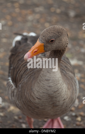 Graugans (Anser Anser). Porträt zeigt massive Rechnung, in der Lage, flachen Graben in Oberboden und Beweidung mehr Rasen. Stockfoto