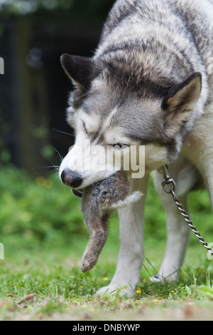 Siberian Husky (Canis Lupus Familiaris). Essen das hintere Ende eines Kaninchens. Stockfoto