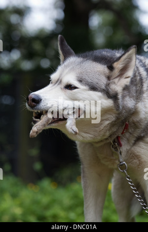 Siberian Husky (Canis Lupus Familiaris). Essen hinten ein Kaninchen (Oryctolagus Cuniculus). Stockfoto