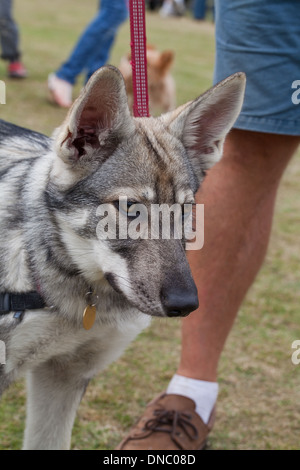 Nördlichen britischen Inuit Wolf Hund (Canis l. Familiaris). Selektiv gezüchtet Rasse mit Erscheinungsbild von Vorfahren Wolf C. lupus Stockfoto