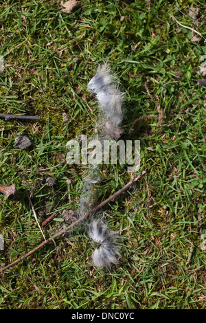 Kaninchenfell (Oryctolagus Cuniculus). Hinweise auf ein kürzlich Handgemenge oder Kampf, wo ein Tier versucht, andere zu verdrängen. Stockfoto