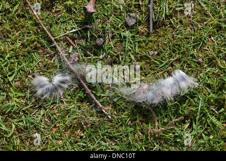 Kaninchenfell (Oryctolagus Cuniculus). Hinweise auf ein kürzlich Handgemenge oder Kampf, wo ein Tier versucht, andere zu verdrängen. Stockfoto