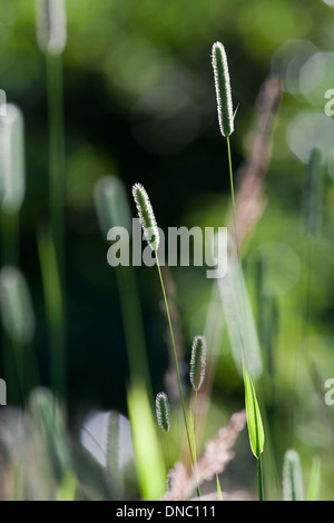 Timothy Grass (Phleum Pratense). Samenkorn-Köpfe oder Rispen. Eine Wiese-Spezies, nützlich für die Beweidung und Heu. Stockfoto