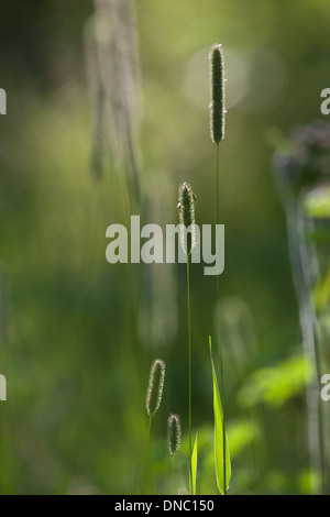 Timothy Grass (Phleum Pratense). Samenkorn-Köpfe oder Rispen. Eine Wiese-Spezies, nützlich für die Beweidung und Heu. Beachten Sie Insekten. Stockfoto