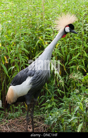 East African gekrönter Kran (Balearica Regulorum Gibbericeps). Männlichen stehen neben Nistplatz. Stockfoto